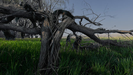 Dead tree in a meadow in the early morning light, 3D render