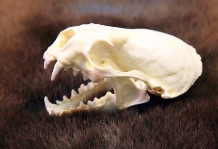 Animal Skullの写真素材