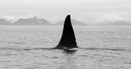 Killer Whale Fin