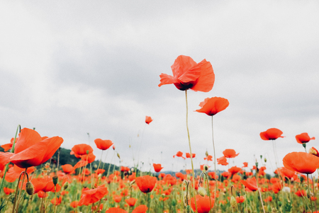 Summer field with red poppy flowers in full bloom, beautiful floral backgroundの写真素材