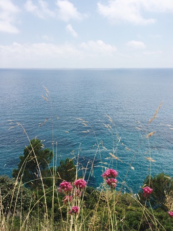 Pink wild flowers on the seashore. Beautiful peaceful summer seascapeの写真素材