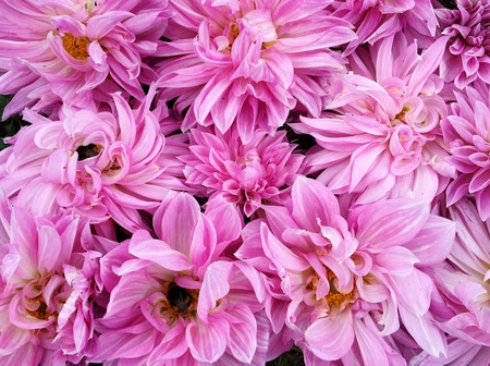 Many beautiful blooming dahlia flowers, floral summer texture for background. Pink fluffy dahlias in full bloomの写真素材