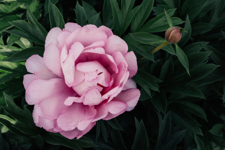 Gorgeous violet purple peony flower in bloom in the garden, green leaves background, closeup. Blooming flowers in botanical gardenの写真素材
