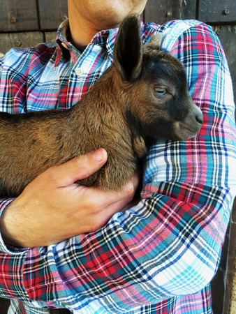 Young farmer holding cute adorable newborn baby goat, close up, wooden background. Rustic scene, farm lifestyle. Veterinary medicineの写真素材