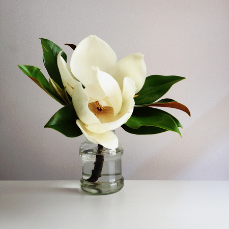 Beautiful white magnolia flower with green leaves in full bloom in glass vase, close up, white background. Floral still life. Minimal styleの写真素材