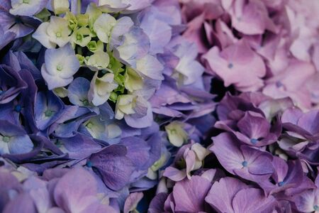 Beautiful pastel blue and purple hydrangea flowers in bloom, close up. Summer blossoms floral texture for backgroundの写真素材