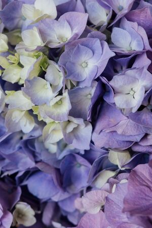 Beautiful pastel blue and purple hydrangea flowers in bloom, close up. Summer blossoms floral texture for backgroundの写真素材