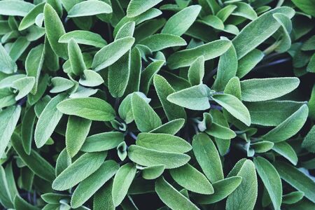 Fresh green sage leaves texture for background. Summer aromatic plants, close upの写真素材
