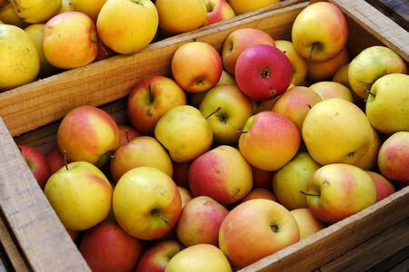 Organic ripe juicy apples in wooden box at farmers market. Seasonal fruit. Apple harvest. Vitaminsの写真素材
