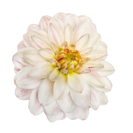 Blooming Dahlia flower isolated on white background. White petals with purple tips.の写真素材