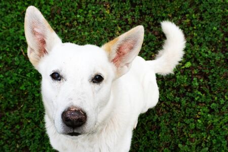 White herding dog is looking at you sitting on green grass background.の写真素材