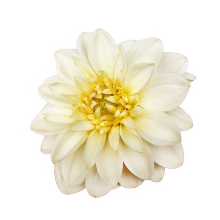 Beautiful creamy white Dahlia flower in bloom isolated on white background.の写真素材