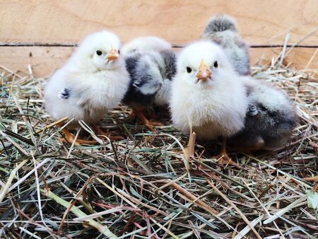 Cute downy newborn chickens on straw in a wooden box. Farm lifestyle. Homestead concept.の写真素材