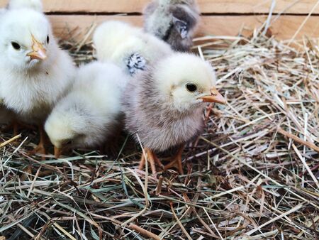 Cute downy newborn chickens on hay in a wooden box. Farm lifestyle.の写真素材