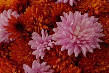 Beautiful pink and red chrysanthemum flowers in full bloom, flowery texture for background. Autumn flowers.の写真素材