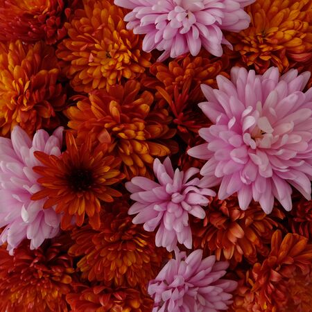 Beautiful pink and red chrysanthemum flowers in full bloom, flowery texture for background. Autumn flowers.の写真素材