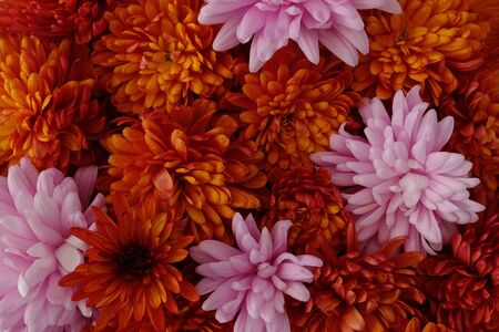 Beautiful pink and red chrysanthemum flowers in full bloom, flowery texture for background. Autumn flowers.の写真素材