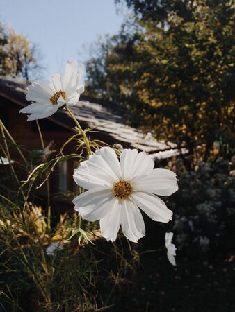 Beautiful white cosmos bipinnatus Sonata White flowers blooming in the garden. Autumnal flowers. Golden hour.の写真素材