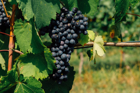 Douce noir grapes growing in italian vineyards. Beautiful blue grape cluster with green leaves,...