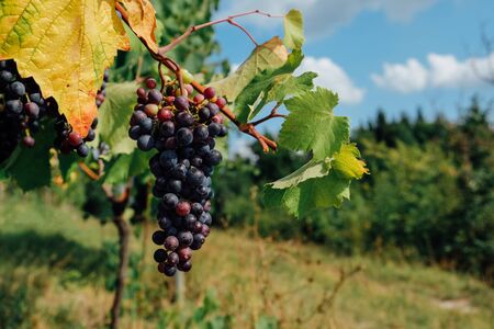 Bonarda or Douce noir grapes with yellow autumn leaf growing in italian vineyards. Grape harvest season. Copy space.の写真素材