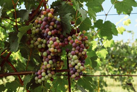 Bunch of grapes growing in vineyards, Green leaves background. Copy space. Grape harvest.の写真素材