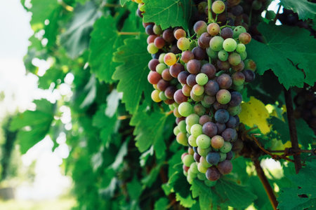 Bunch of grapes growing in vineyards, Green leaves background. Copy space. Grape harvest.