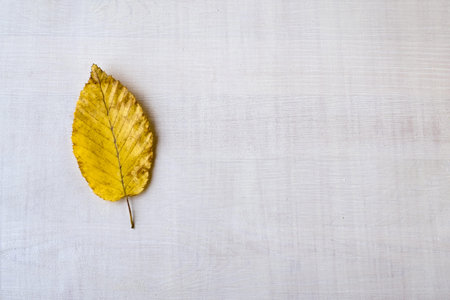 Yellow autumn dry leaf on white wooden rustic background. Minimal composition. Space for text.