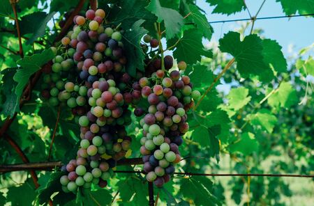 Bunch of grapes growing in vineyards, Green leaves background. Copy space. Grape harvest.の写真素材