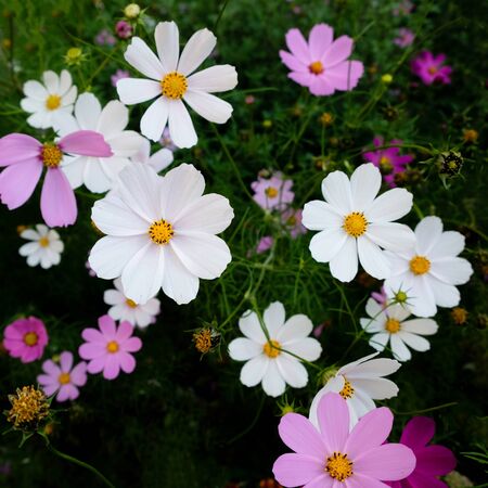 Lovely white and purple cosmos flowers in full bloom in the botanical garden.の写真素材