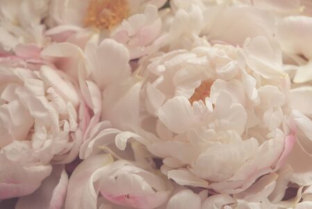 Fresh fluffy peony flowers in bloom, close up. Beautiful pastel pink floral texture for background.の写真素材