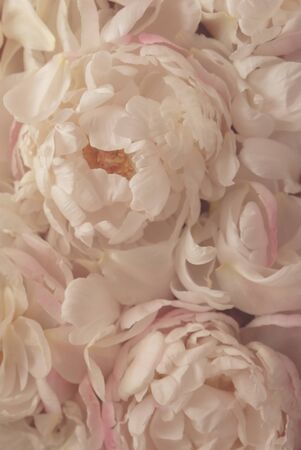 Beautiful fresh delicate pastel pink peony flowers in bloom, close up. Floral texture for background. Still life with blooming peonies.の写真素材