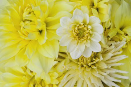 Beautiful bunch of fresh blooming white and yellow dahlia flowers, close up, top view. Floral texture for background.の写真素材
