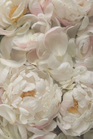 Heap of gorgeous fresh white blooming peony flowers and petals, close up. Beautiful pastel floral texture for background. Still life with peonies in bloomの写真素材