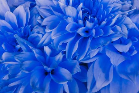 Flowery texture for background. Beautiful blooming dahlia flowers, close up.の写真素材