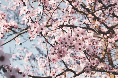 Beautiful pink flowering tree, close up. Floral spring background with cherry blossoms. Copy space.の写真素材