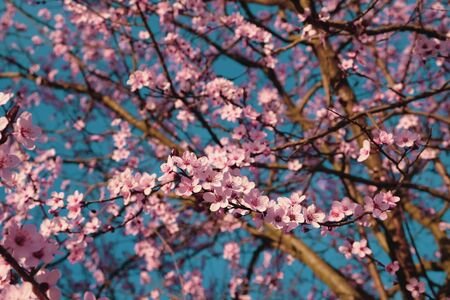 Beautiful floral spring background with cherry blossoms.の写真素材