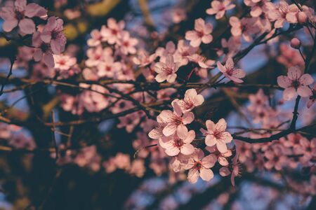 Beautiful spring tree branch with pink blossoms, close up.の写真素材