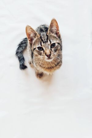 Young European Shorthair cat with kinked tail sitting on white background.の写真素材