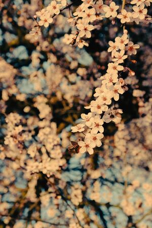 Beautiful tree branch with spring blossoms, close up. Plum trees in bloom. Floral background, springtime. Vintage style photo.の写真素材