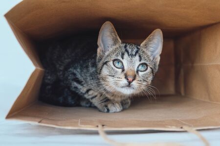 Young European Shorthair cat playing and hiding in a paper bag. Mackerel tabby coat color. Cute little playful kitten. Copy space.の写真素材
