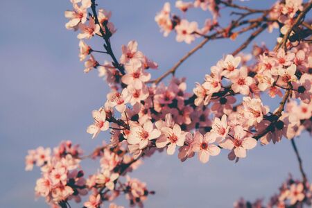 Beautiful spring tree blossoms, close up. Plum trees with pink flowers in bloom in a sunny day. Floral background.の写真素材