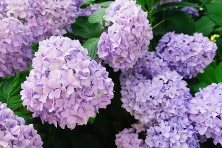 Beautiful hydrangea flowers blooming in the garden. Floral summer background. Pastel purple blossoms. Spring concept.の写真素材