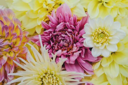 Beautiful fresh colorful dahlia flowers in full bloom. Floral summer or spring background. Bunch of flowers, close up.の写真素材