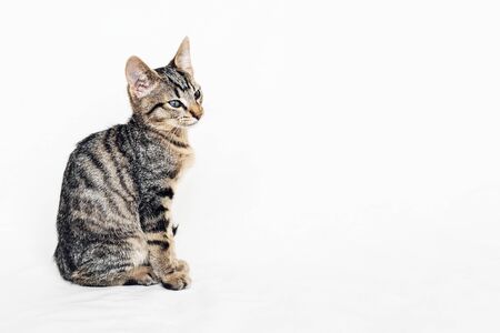 Young European Shorthair cat sitting on white background. Space for text. Mackerel tabby coat color. Cute little kitten.の写真素材