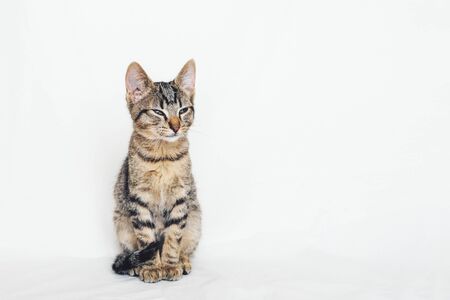 Beautiful young European Shorthair cat sitting on white background. Space for text. Mackerel tabby coat colour. Cute little sleepy kitten looking at you.の写真素材