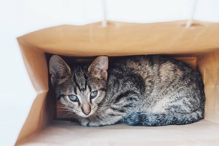 Young European Shorthair cat playing and hiding in a paper bag. Mackerel tabby coat color. Cute little playful kitten.の写真素材