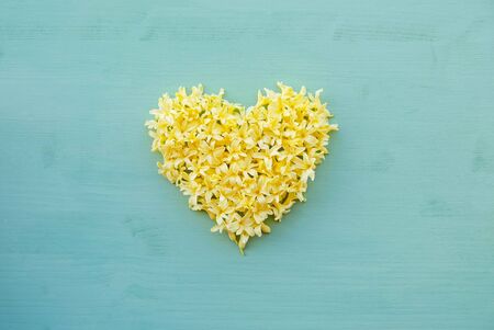 Heart made of yellow hyacinth petals on pastel turquoise background.の写真素材