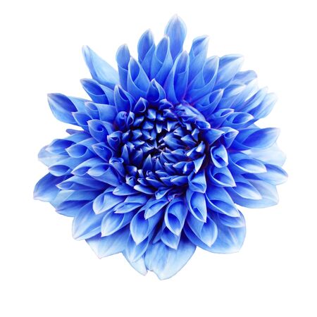 Beautiful fresh blue colored dahlia flower in full bloom.の写真素材