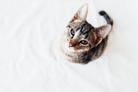 Young European Shorthair cat with kinked tail sitting on white background.の写真素材
