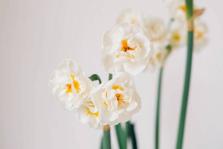 Beautiful fresh narcissus flowers in bloom against white background.の写真素材